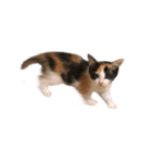 猫のミーとチビ（個別スタンプ：8）