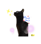 黒猫こったん 4（個別スタンプ：1）