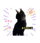黒猫こったん 4（個別スタンプ：2）