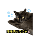 黒猫こったん 4（個別スタンプ：3）