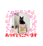 黒猫こったん 4（個別スタンプ：6）