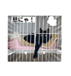 黒猫こったん 4（個別スタンプ：9）