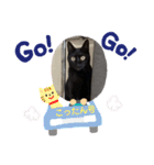 黒猫こったん 4（個別スタンプ：10）