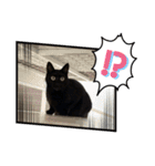 黒猫こったん 4（個別スタンプ：11）