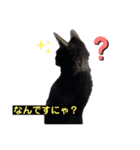 黒猫こったん 4（個別スタンプ：12）