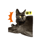 黒猫こったん 4（個別スタンプ：14）
