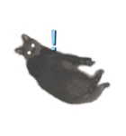 黒猫こったん 4（個別スタンプ：15）