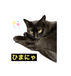 黒猫こったん 4（個別スタンプ：16）