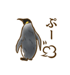 もふもふキングペンギンのヒナ（個別スタンプ：33）