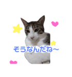 星とハートと猫（個別スタンプ：12）