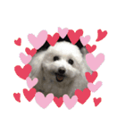 モコちゃん❣️（個別スタンプ：1）
