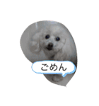 モコちゃん❣️（個別スタンプ：11）