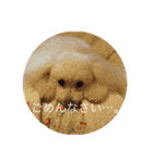モコちゃん❣️（個別スタンプ：12）