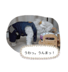 モコちゃん❣️（個別スタンプ：26）