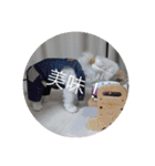 モコちゃん❣️（個別スタンプ：27）