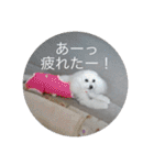 モコちゃん❣️（個別スタンプ：29）