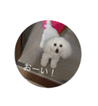 モコちゃん❣️（個別スタンプ：30）