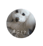 モコちゃん❣️（個別スタンプ：31）