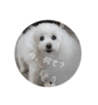 モコちゃん❣️（個別スタンプ：32）