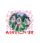 ハスキー＆マラミュート三兄弟（個別スタンプ：8）