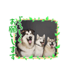 ハスキー＆マラミュート三兄弟（個別スタンプ：11）