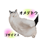 おこげとふじ①（個別スタンプ：8）