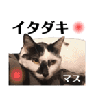 おこげとふじ①（個別スタンプ：15）