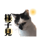 おこげとふじ①（個別スタンプ：29）