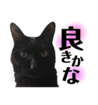 おこげとふじ①（個別スタンプ：31）