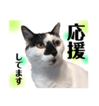 おこげとふじ①（個別スタンプ：35）