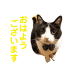 ハチワレねこ次元の敬語スタンプ（個別スタンプ：7）