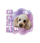 大福きなこと時々みかん（個別スタンプ：15）