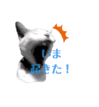うちニャン モコ♂（個別スタンプ：2）