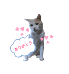 うちニャン モコ♂（個別スタンプ：4）