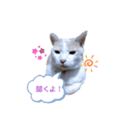 うちニャン モコ♂（個別スタンプ：5）