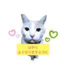 うちニャン モコ♂（個別スタンプ：10）