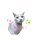 うちニャン モコ♂（個別スタンプ：12）