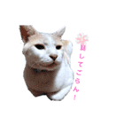 うちニャン モコ♂（個別スタンプ：13）