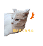 うちニャン モコ♂（個別スタンプ：15）