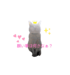 うちニャン モコ♂（個別スタンプ：16）