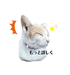 うちニャン モコ♂（個別スタンプ：22）