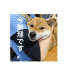 関西犬 2（個別スタンプ：1）