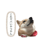 関西犬 2（個別スタンプ：2）