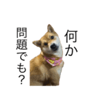 関西犬 2（個別スタンプ：4）