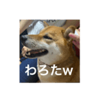 関西犬 2（個別スタンプ：5）