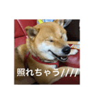 関西犬 2（個別スタンプ：6）