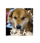 関西犬 2（個別スタンプ：7）