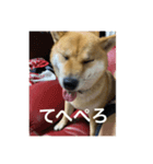 関西犬 2（個別スタンプ：8）