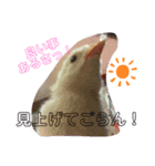 アンジュ♡Happyスタンプ♡（個別スタンプ：5）