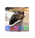 くうのお仕事伝言スタンプ（個別スタンプ：8）